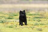 SCHIPPERKE 194